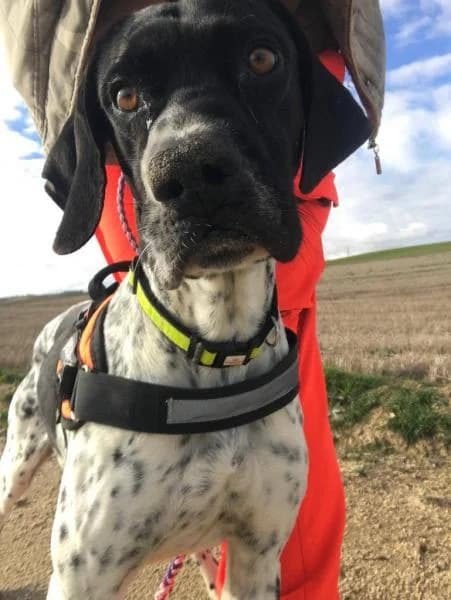Maradona, male senior Pointer for adoption at Protectora Defensa Animal Palentina