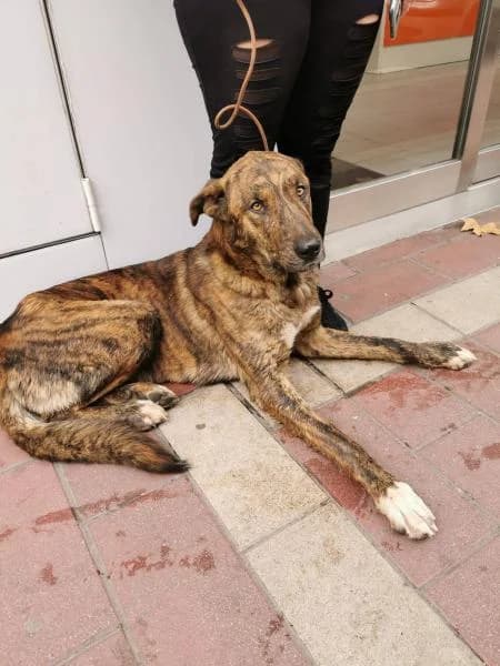 Galleta, female 6yo Mixed Breed for adoption at Protectora Defensa Animal Palentina