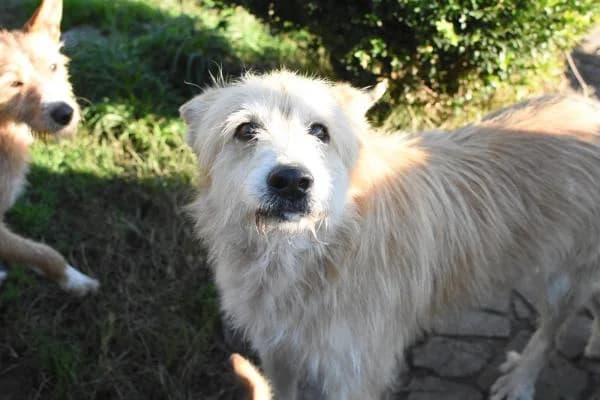 Puskas, male senior Mixed Breed for adoption at Protectora Defensa Animal Palentina