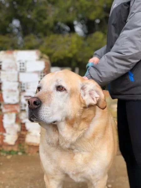 Nara, female senior Spanish Mastiff for adoption at Protectora Defensa Animal Palentina