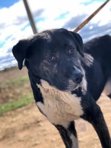 Floyd, male 7yo Mixed Breed for adoption at Protectora Defensa Animal Palentina