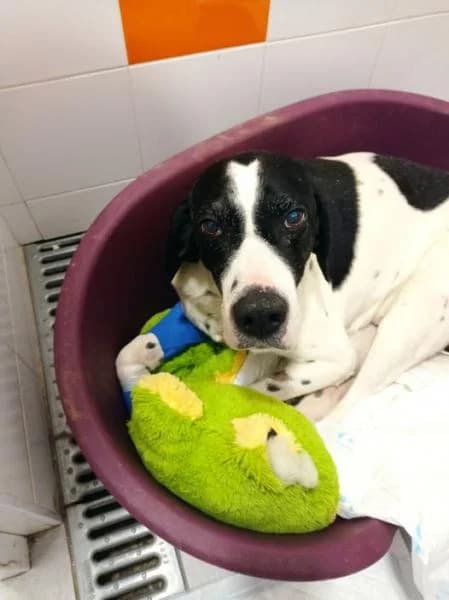 Golfo, male senior Pointer for adoption at Protectora Defensa Animal Palentina