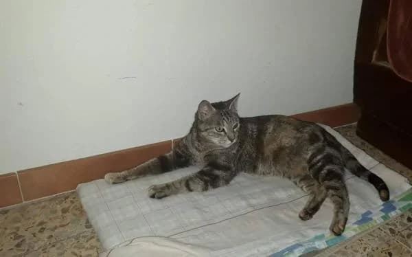 Chitina, female European Shorthair for adoption at Protectora Defensa Animal Palentina