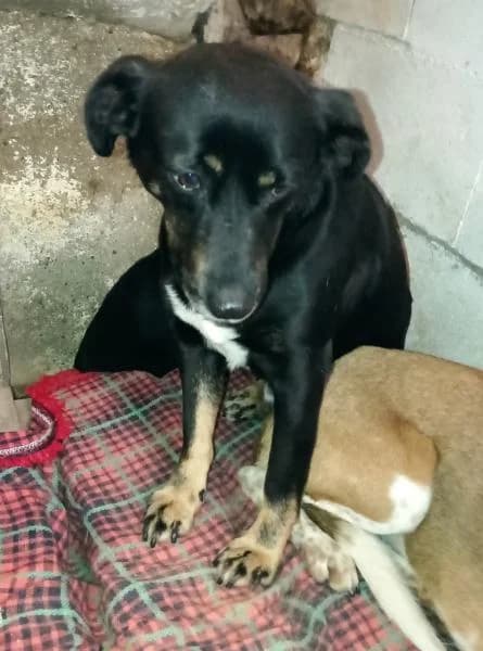 Freddy, male 4yo Mixed Breed for adoption at Protectora Defensa Animal Palentina
