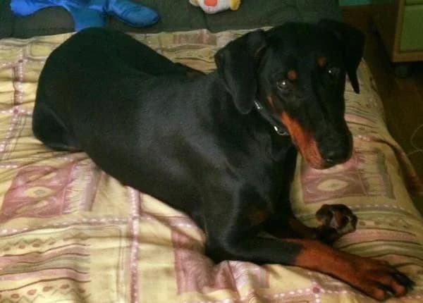 Nana, female senior Doberman for adoption at Protectora Defensa Animal Palentina