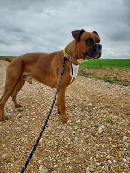 Zeus, male senior mixed breed for adoption at Protectora Defensa Animal Palentina