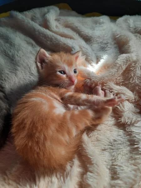 Ambar, female 5yo European Shorthair for adoption at Protectora Defensa Animal Palentina