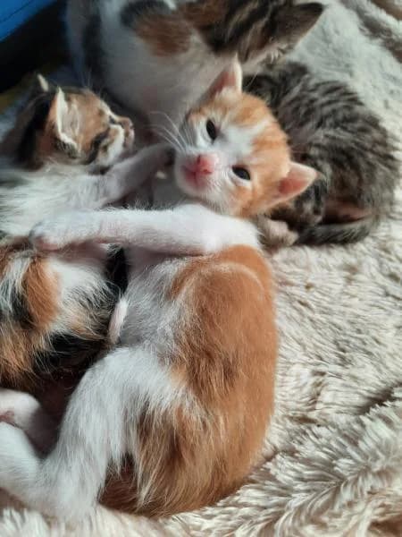 Bubi, female 5yo European Shorthair for adoption at Protectora Defensa Animal Palentina