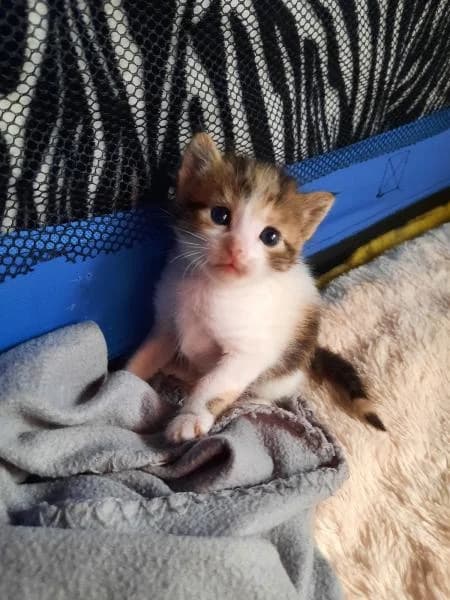 Yzma, female 5yo European Shorthair for adoption at Protectora Defensa Animal Palentina