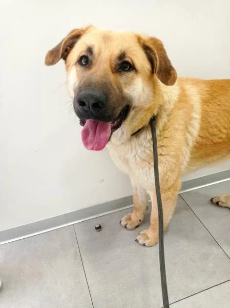 Monet, male 6yo Mixed Breed for adoption at Protectora Defensa Animal Palentina