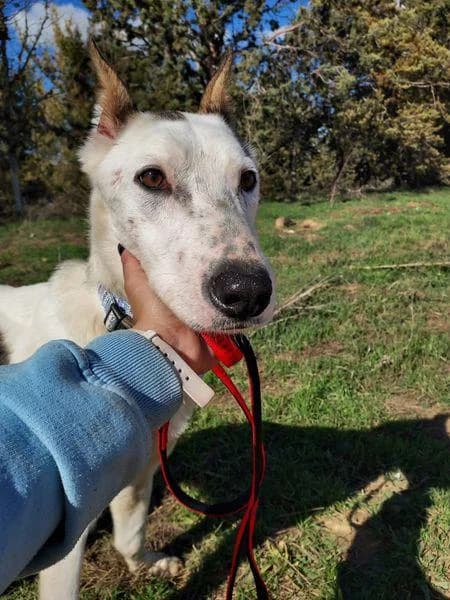 Fido Dido, male 7yo Mixed Breed for adoption at Protectora Defensa Animal Palentina