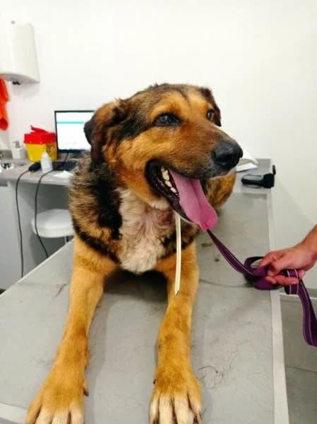 Morgan, male senior Mixed Breed for adoption at Protectora Defensa Animal Palentina