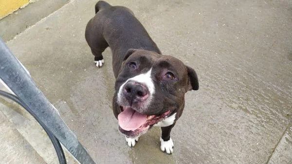 Laika, female 5yo American Staffordshire Terrier for adoption at Protectora Defensa Animal Palentina
