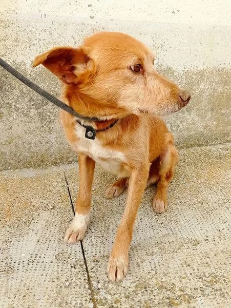 Tom, male senior Podenco for adoption at Protectora Defensa Animal Palentina