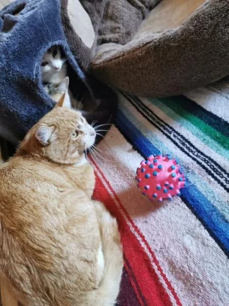 Leon, male senior European Shorthair for adoption at Protectora Defensa Animal Palentina
