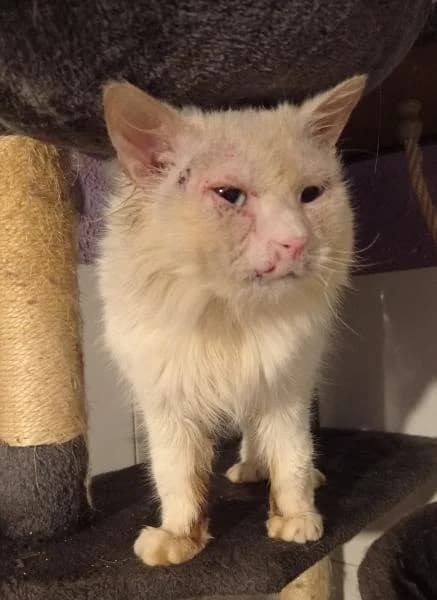 Zah, male senior Mixed Breed for adoption at Protectora Defensa Animal Palentina