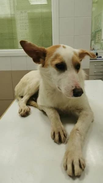 Anton, male senior Mixed Breed for adoption at Protectora Defensa Animal Palentina
