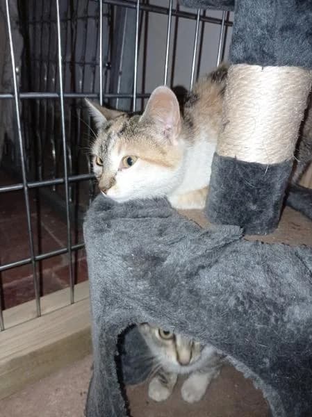 Benita, female 4yo European Shorthair for adoption at Protectora Defensa Animal Palentina