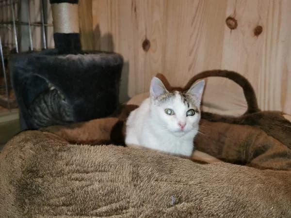 Grumete, male 5yo European Shorthair for adoption at Protectora Defensa Animal Palentina