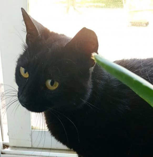 Rascayu, male 7yo European Shorthair for adoption at Protectora Defensa Animal Palentina