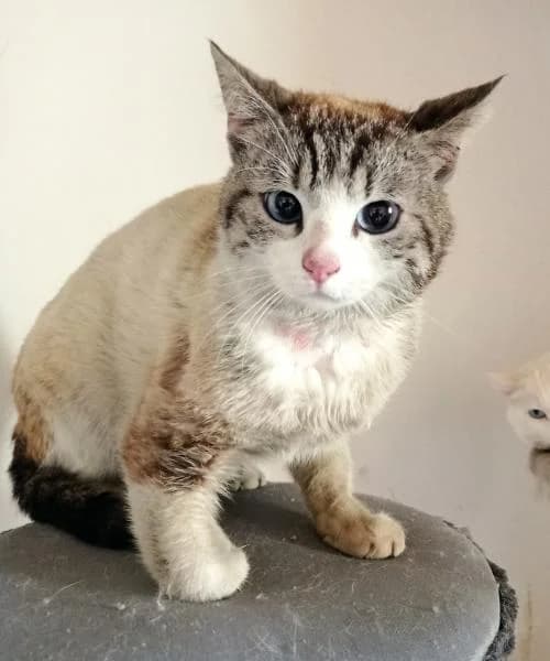 Bart, male 6yo European Shorthair for adoption at Protectora Defensa Animal Palentina
