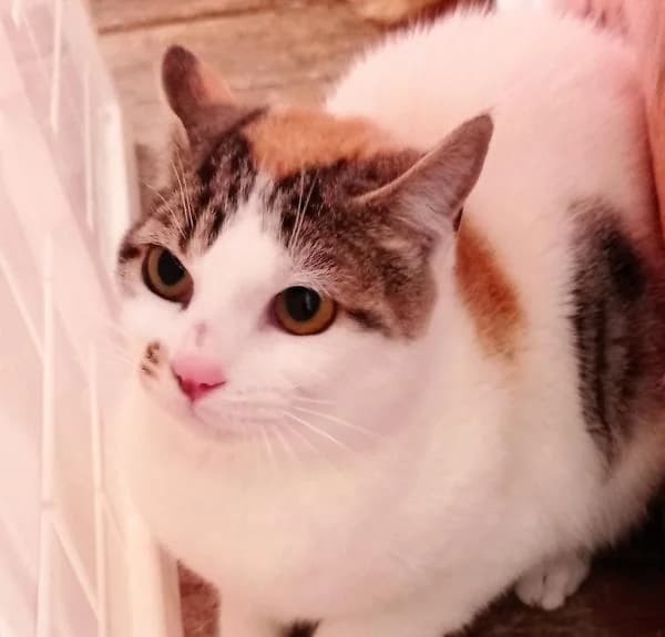 Aloe, female 5yo European Shorthair for adoption at Protectora Defensa Animal Palentina