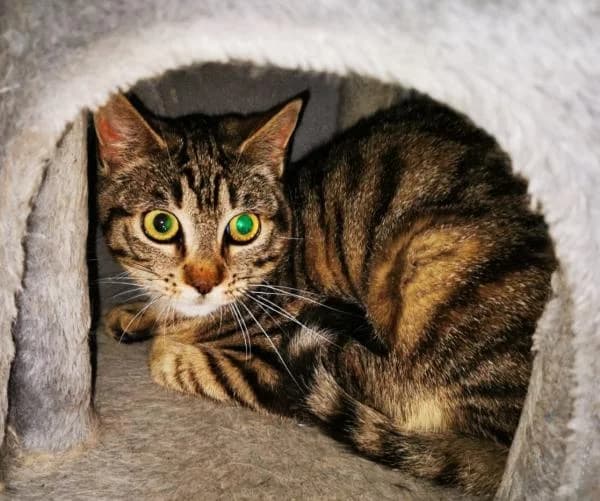 Toth, male 5yo European Shorthair for adoption at Protectora Defensa Animal Palentina