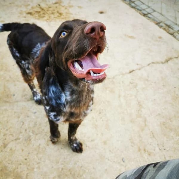 Aris, male 5yo Mixed Breed for adoption at Protectora Defensa Animal Palentina