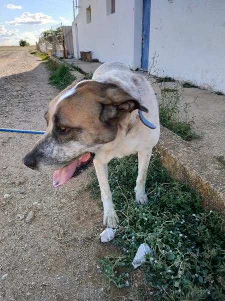 Bella, female senior Mixed Breed for adoption at Protectora Defensa Animal Palentina
