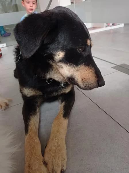 Monica, female 7yo Mixed Breed for adoption at Protectora Defensa Animal Palentina