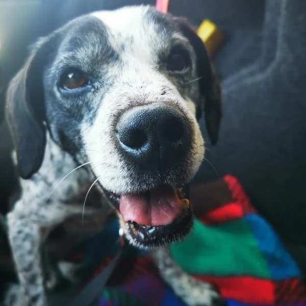 Zizou, male senior Mixed Breed for adoption at Protectora Defensa Animal Palentina