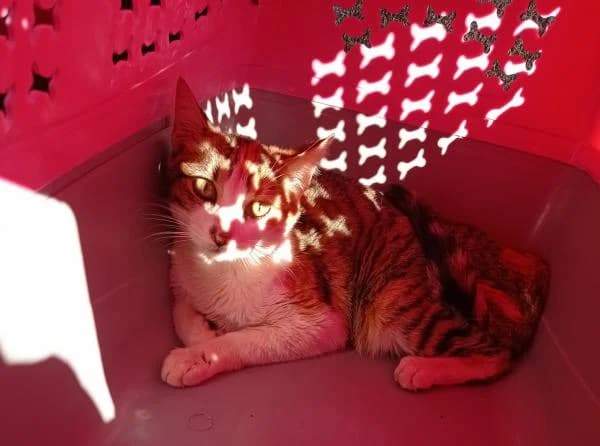 Carola, female 5yo European Shorthair for adoption at Protectora Defensa Animal Palentina