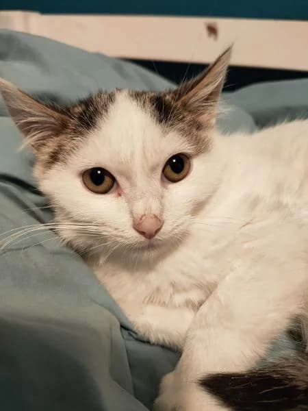 Mert, male 4yo European Shorthair for adoption at Protectora Defensa Animal Palentina