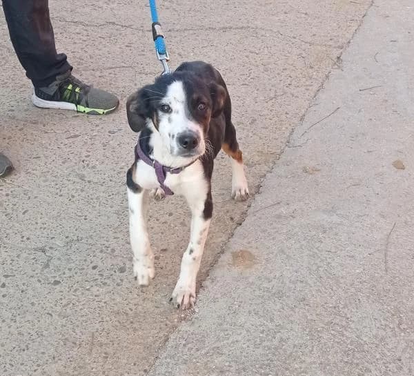 Cosmos, male 4yo Mixed Breed for adoption at Protectora Defensa Animal Palentina