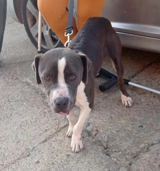 Mel, female 5yo American Staffordshire Terrier for adoption at Protectora Defensa Animal Palentina