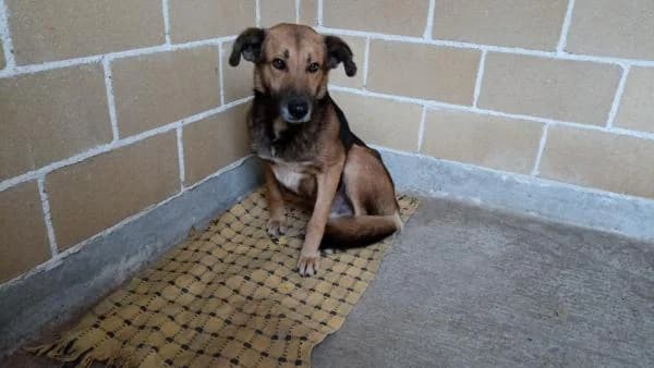 Garu, male 5yo Mixed Breed for adoption at Protectora Defensa Animal Palentina