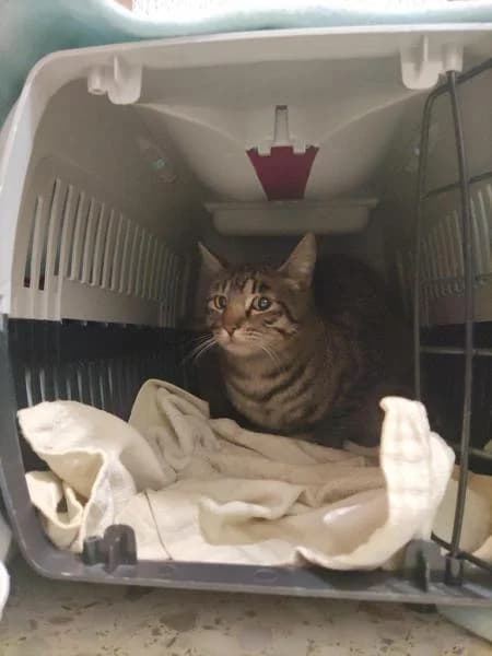 Jigsaw, male 4yo European Shorthair for adoption at Protectora Defensa Animal Palentina
