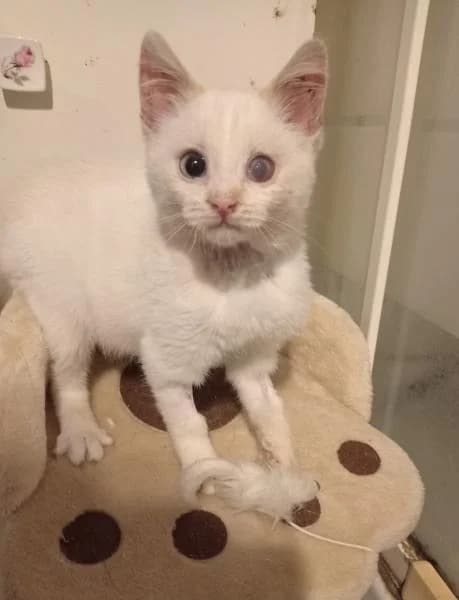 Dante, male 4yo European Shorthair for adoption at Protectora Defensa Animal Palentina