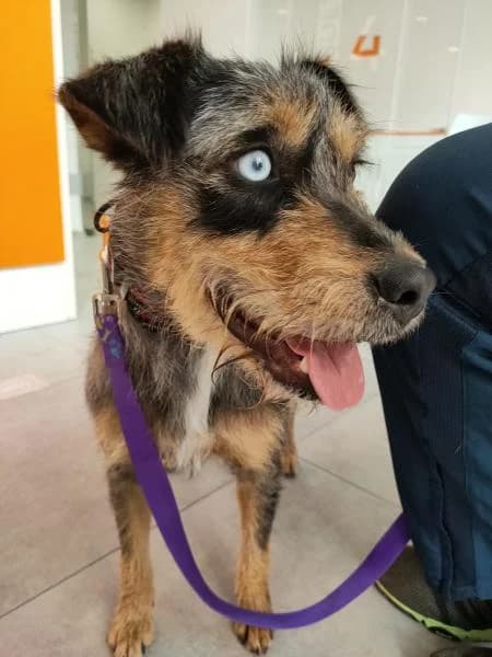 Azura, female 6yo Australian Shepherd for adoption at Protectora Defensa Animal Palentina