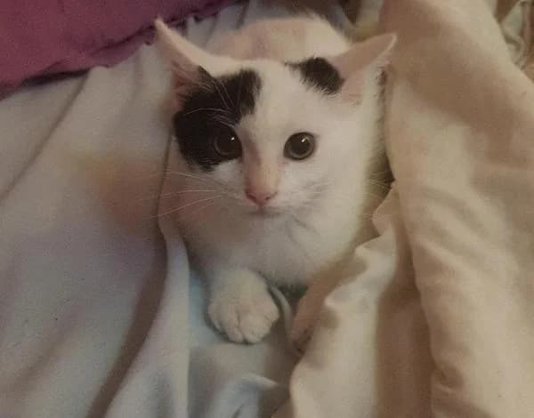 Pirata, male 4yo European Shorthair for adoption at Protectora Defensa Animal Palentina