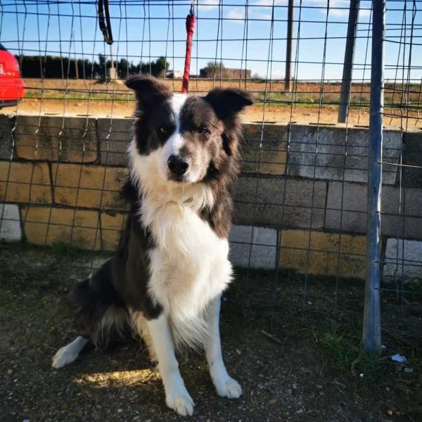 Logan, male Border Collie for adoption at Protectora Defensa Animal Palentina