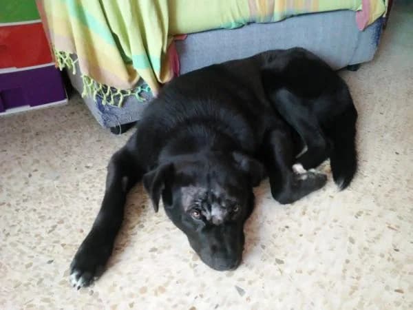 LeBron, male 5yo Mixed Breed for adoption at Protectora Defensa Animal Palentina
