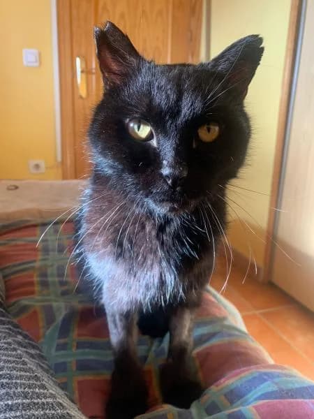 Marte, male 6yo European Shorthair for adoption at Protectora Defensa Animal Palentina