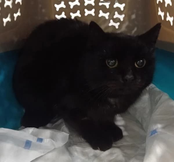 Penumbra, female senior European Shorthair for adoption at Protectora Defensa Animal Palentina