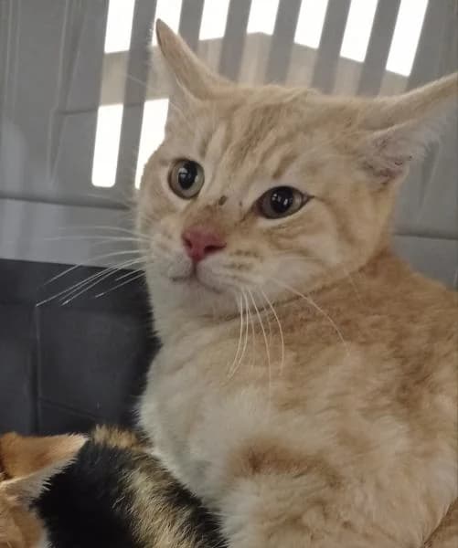 Kitkat, female 7yo European Shorthair for adoption at Protectora Defensa Animal Palentina
