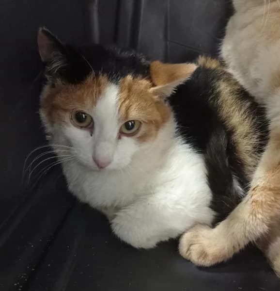 Chess, male 5yo European Shorthair for adoption at Protectora Defensa Animal Palentina