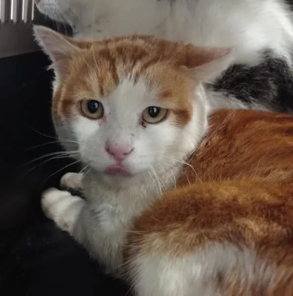 Popcorn, male senior European Shorthair for adoption at Protectora Defensa Animal Palentina