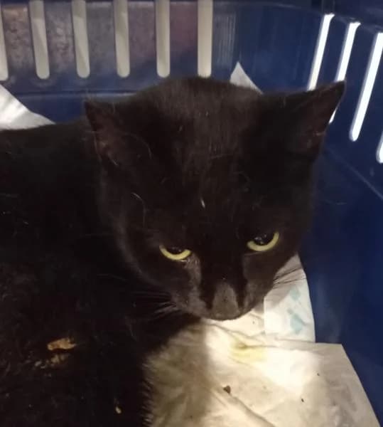 Sésamo, male 6yo European Shorthair for adoption at Protectora Defensa Animal Palentina