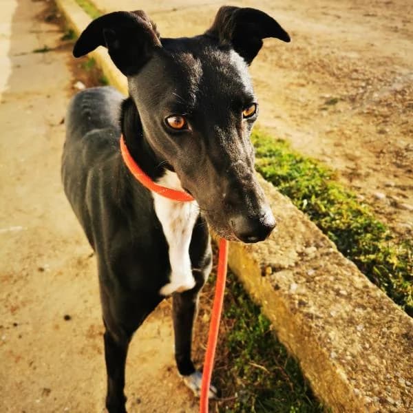 Umber, male 7yo Galgo Español for adoption at Protectora Defensa Animal Palentina
