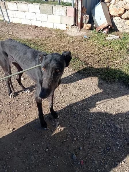 CHELO, female 4yo Galgo Español for adoption at Protectora Defensa Animal Palentina